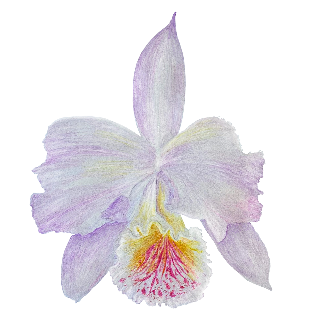 ORCHID